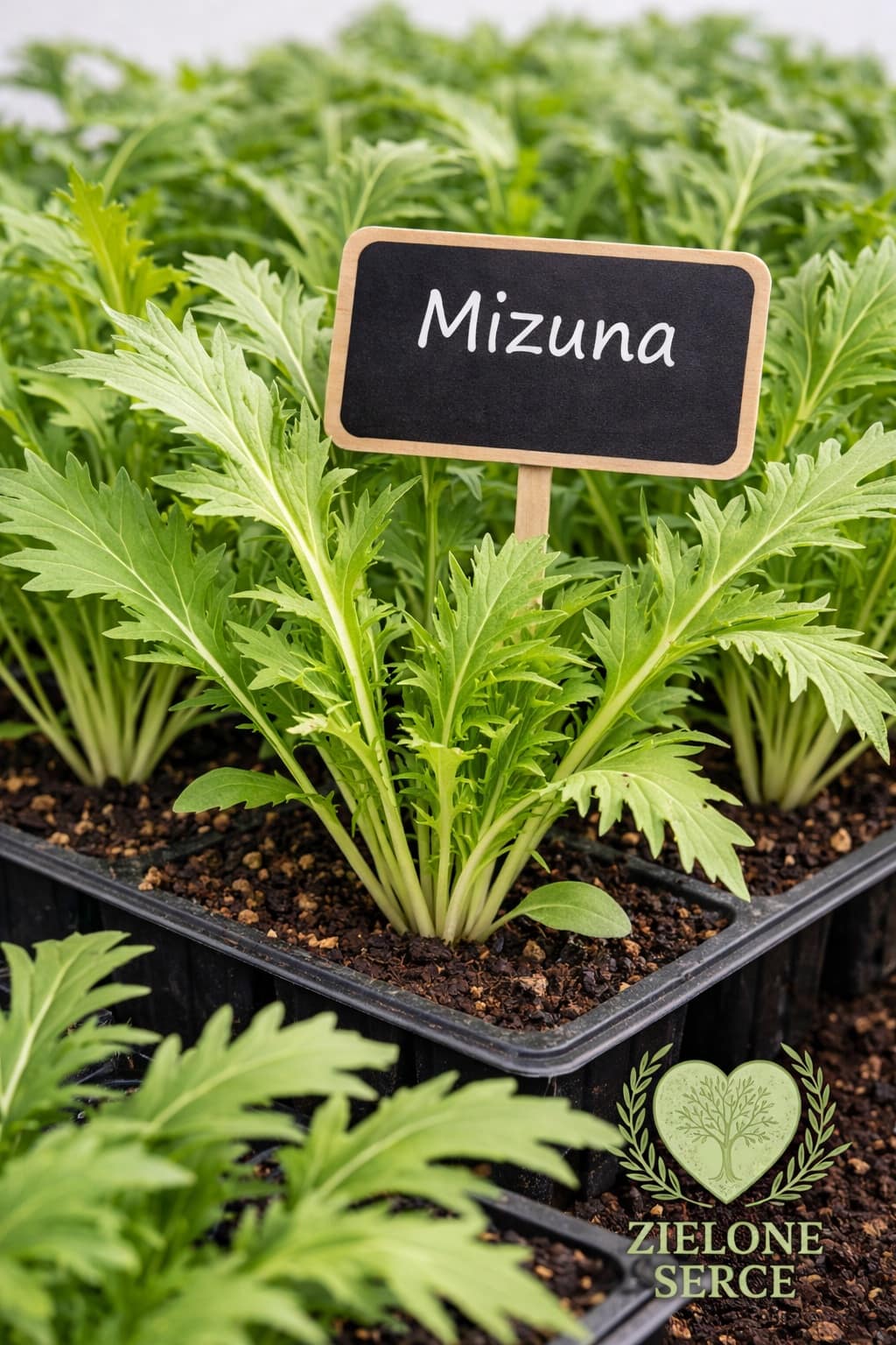 rozsada sałaty azjatyckiej mizuna – zielone pierzaste liście