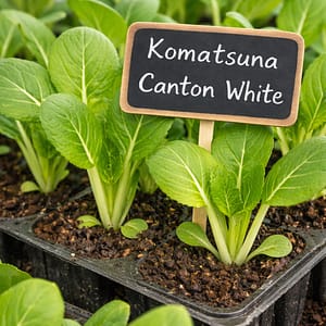 Rozsada sałaty azjatyckiej Komatsuna Canton White