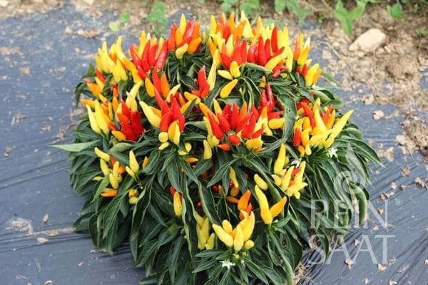 Rozsada papryki Peperoni Poupila – milde chili