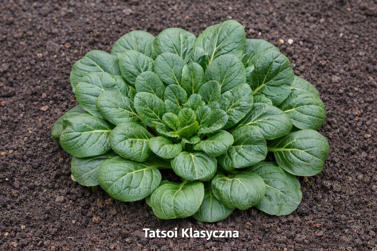 Rozsada sałaty azjatyckiej Tatsoi klasyczna